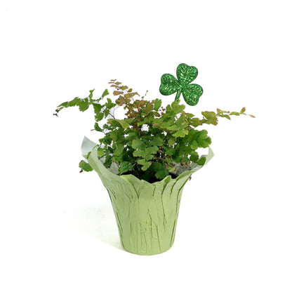 Fern, 4in,Maidenhair w/St. Patrick's Day Pick