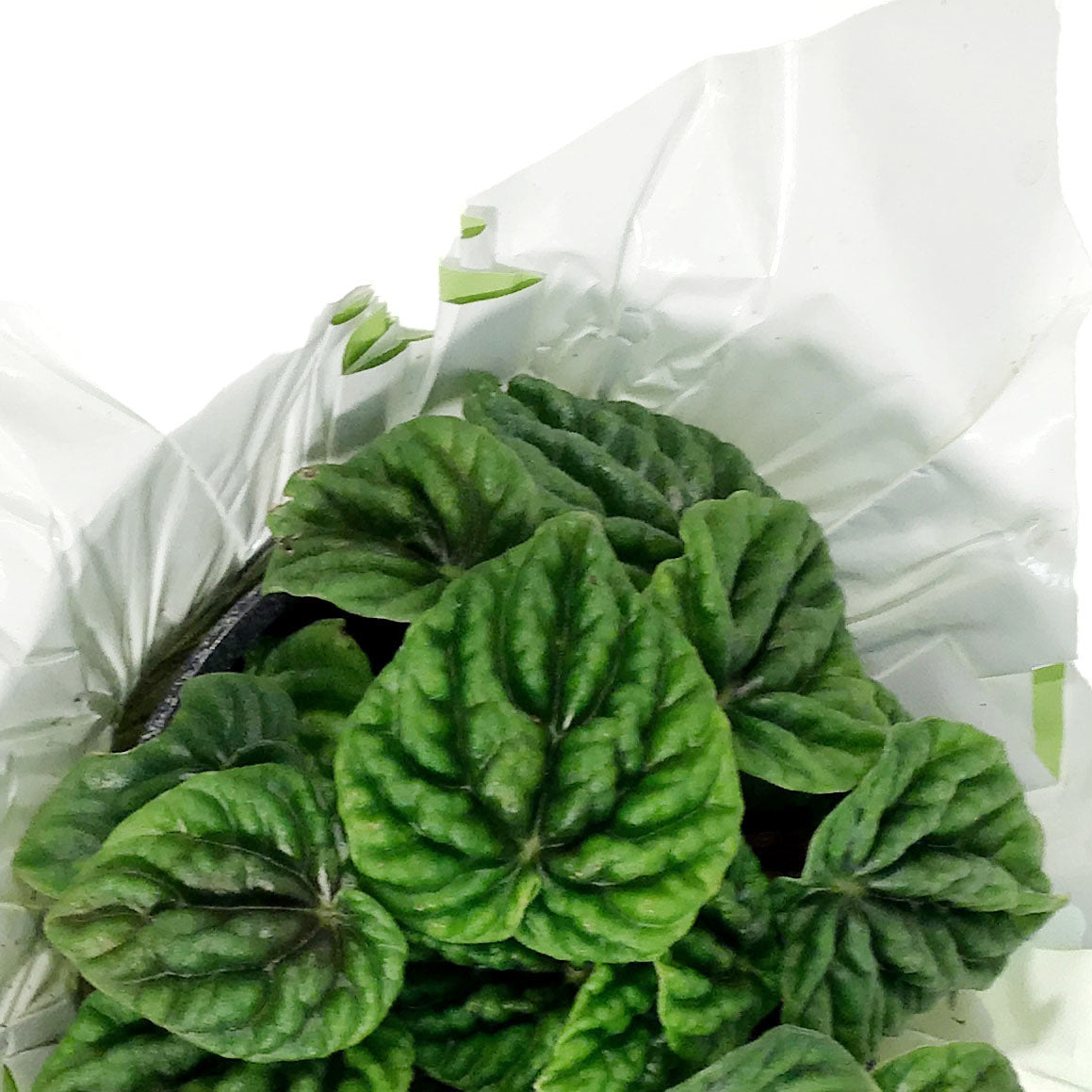 Peperomia, 4in, Emerald w/St. Patrick's Day Pick