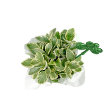 Load image into Gallery viewer, Peperomia, 4in, Biocolor w/St. Patrick's Day Pick
