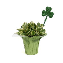 Load image into Gallery viewer, Peperomia, 4in, Biocolor w/St. Patrick's Day Pick
