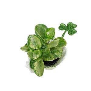 Peperomia, 4in, Golden  w/St. Patrick's Day Pick