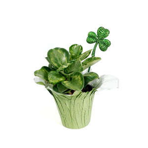 Peperomia, 4in, Golden  w/St. Patrick's Day Pick