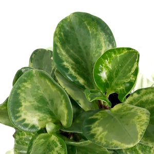 Peperomia, 4in, Golden  w/St. Patrick's Day Pick