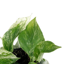 Load image into Gallery viewer, Pothos, 4in, Marble Queen w/St. Patrick&#39;s Day Pick
