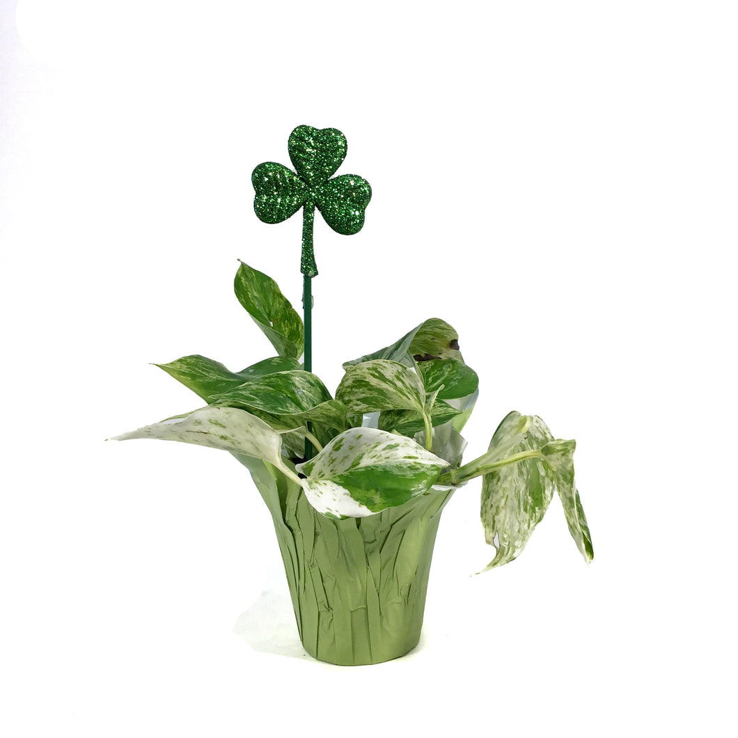 Pothos, 4in, Marble Queen w/St. Patrick's Day Pick