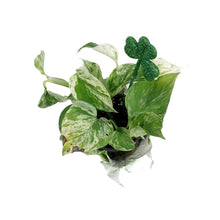 Load image into Gallery viewer, Pothos, 4in, Marble Queen w/St. Patrick&#39;s Day Pick
