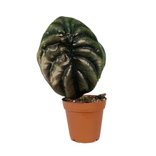 Load image into Gallery viewer, Alocasia, 4in, Cuprea
