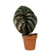 Alocasia, 4in, Cuprea
