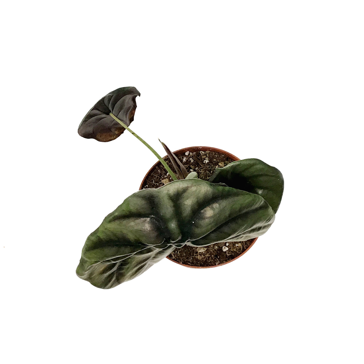 Alocasia, 4in, Cuprea