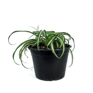 Spider Plant, 6in, Green Edge