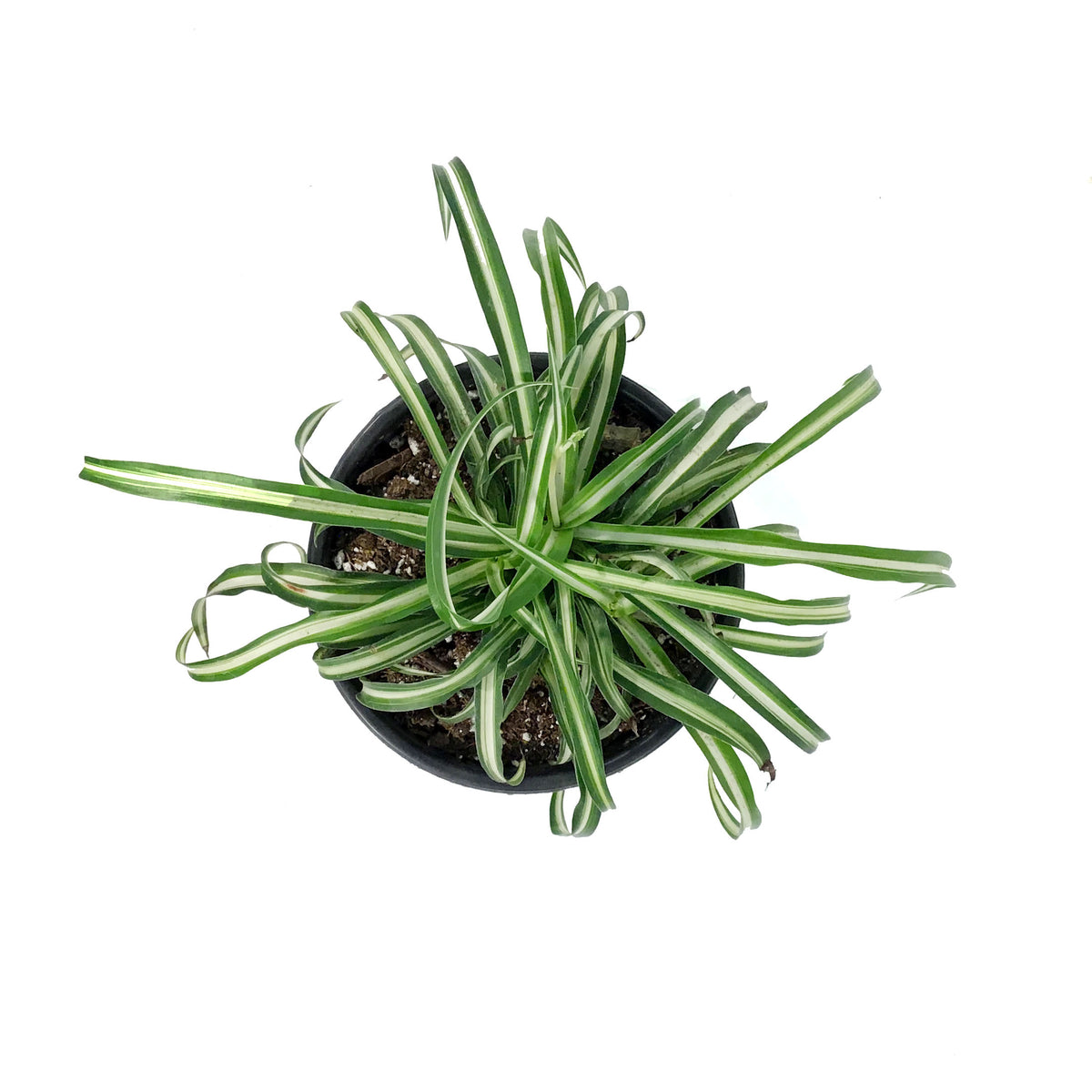 Spider Plant, 6in, Green Edge