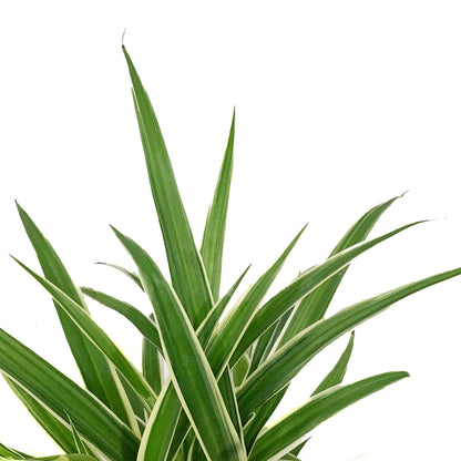 Spider Plant, 6in, Ocean