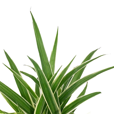 Spider Plant, 6in, Ocean