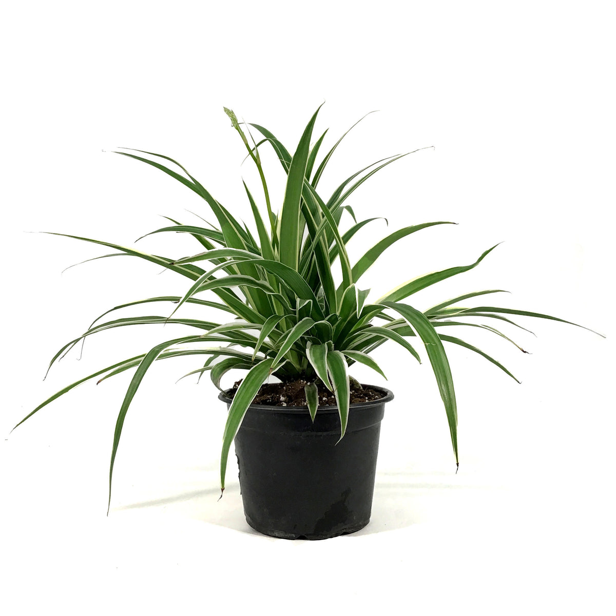 Spider Plant, 6in, Ocean