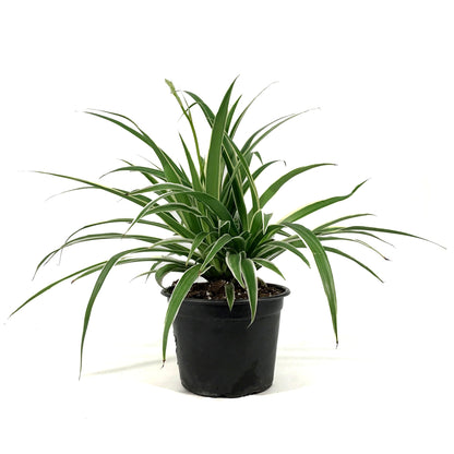 Spider Plant, 6in, Ocean