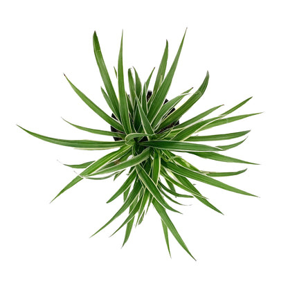Spider Plant, 6in, Ocean