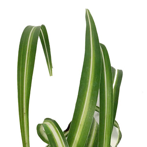 Spider Plant, 6in, Curly Bonnie