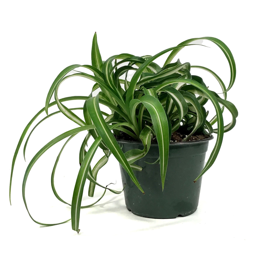 Spider Plant, 6in, Curly Bonnie