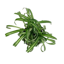 Load image into Gallery viewer, Spider Plant, 6in, Curly Bonnie
