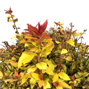 Spirea, 2 gal, Double Play® Candy Corn®