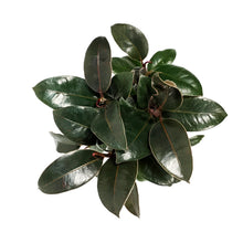 Load image into Gallery viewer, Ficus, 4in, Mini Burgundy
