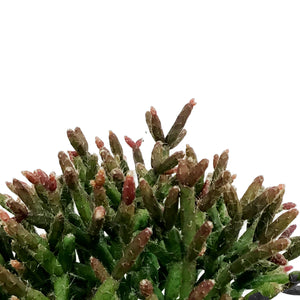 Cactus, 4in, Rhipsalis Burchelli (Mistletoe Cact.)