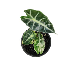 Load image into Gallery viewer, Alocasia, 4in, Bambino Curly
