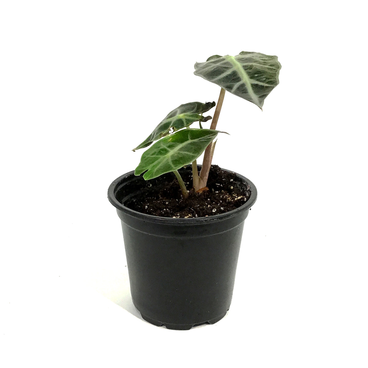 Alocasia, 4in, Bambino Curly