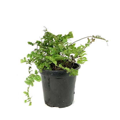 Fern, 4in, Boston Blue Bell