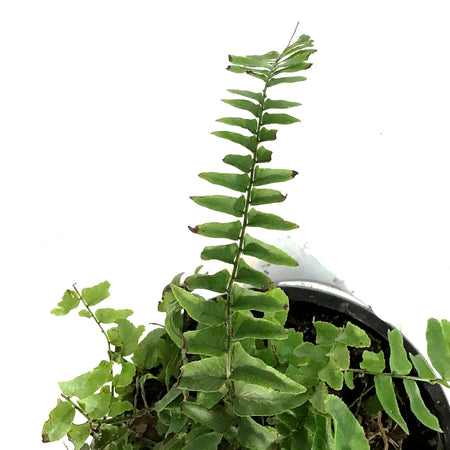 Fern, 4in, Boston Blue Bell