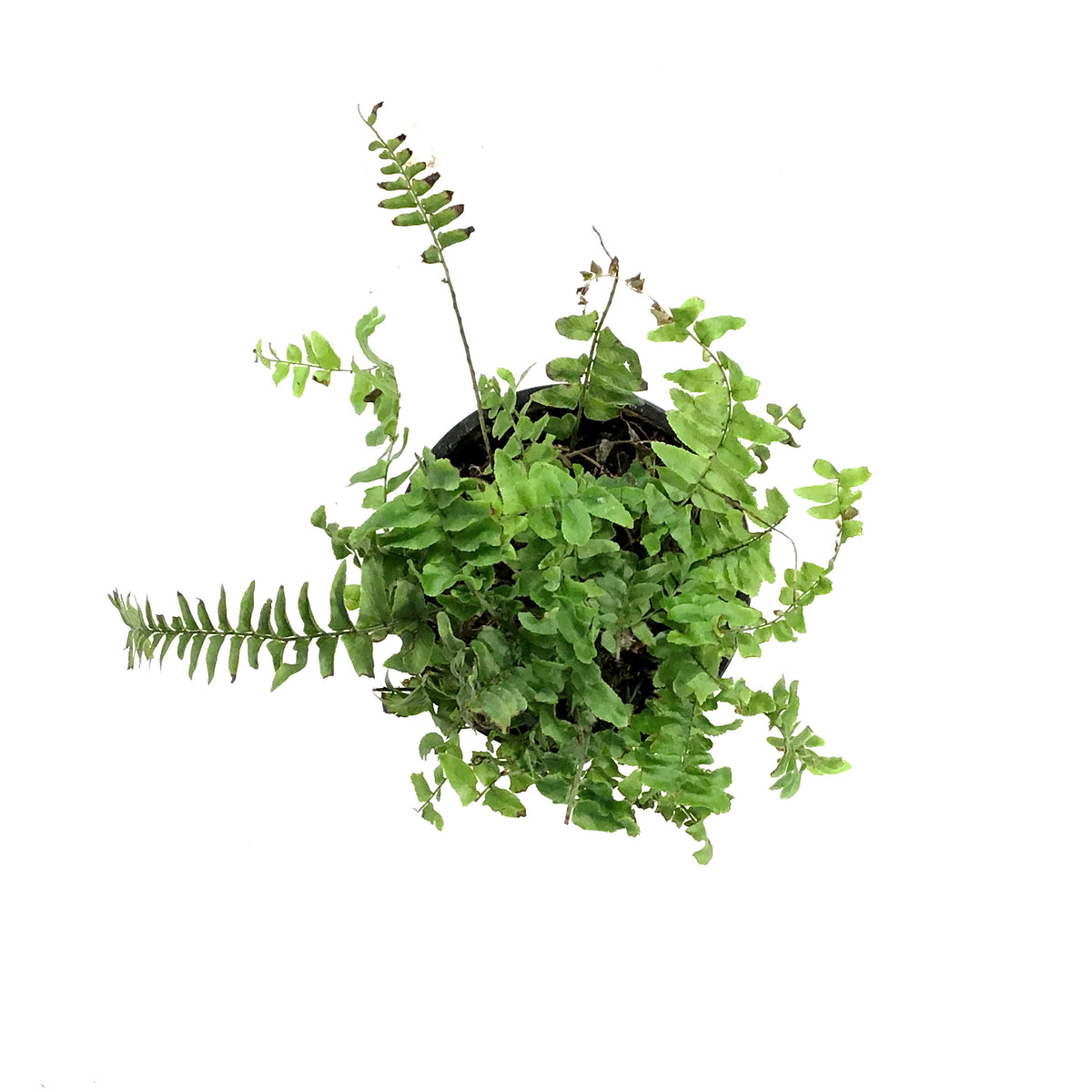 Fern, 4in, Boston Blue Bell