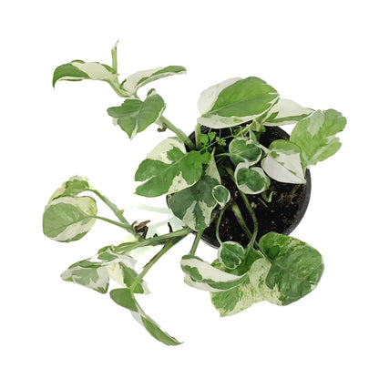 Pothos, 4in, N'Joy