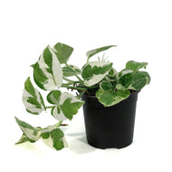Pothos, 4in, N'Joy