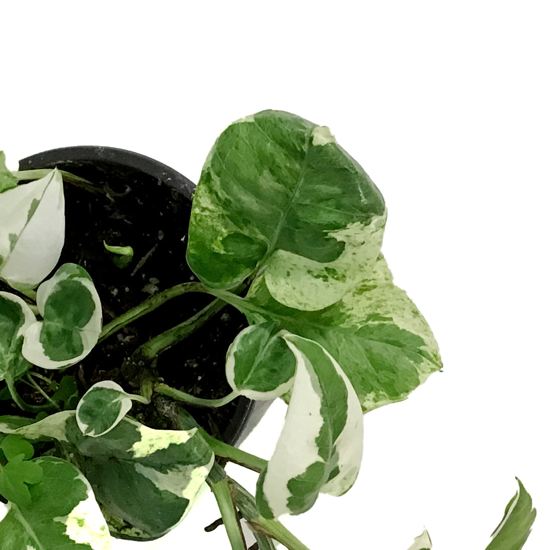 Pothos, 4in, N'Joy
