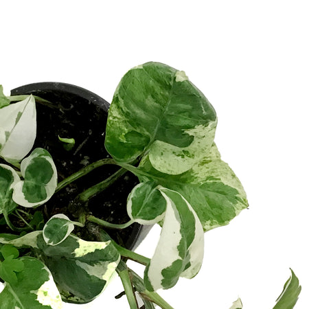 Pothos, 4in, N'Joy