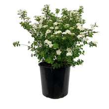 Load image into Gallery viewer, Spirea, 2 gal, Three-Lobed
