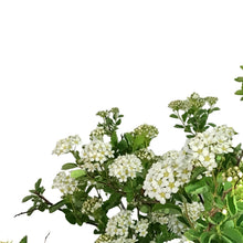 Load image into Gallery viewer, Spirea, 2 gal, Three-Lobed
