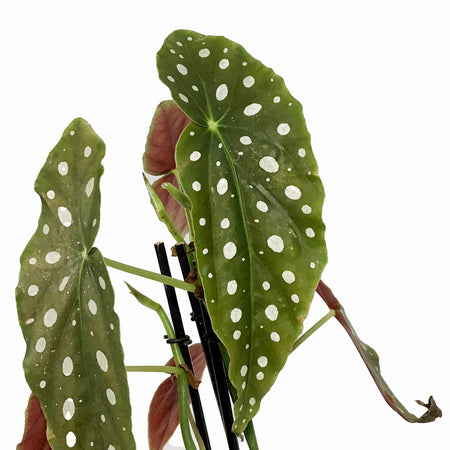 Begonia, 6in, Maculata Polka Dot