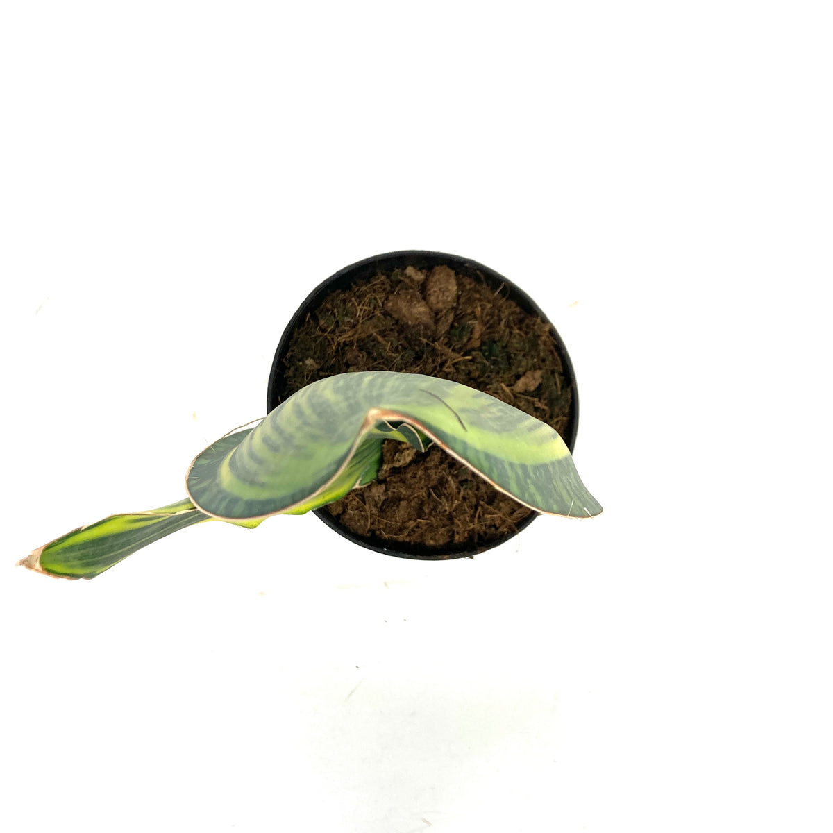 Sansevieria, 6in, Whale Fin Variegated