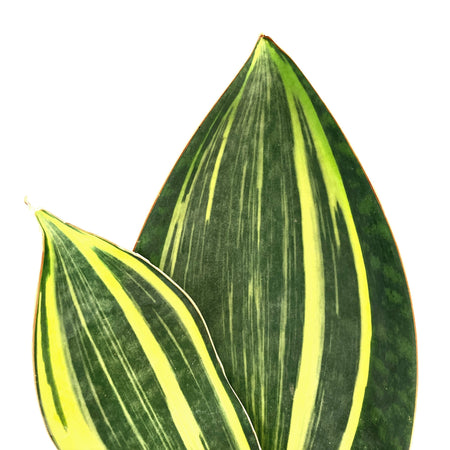 Sansevieria, 6in, Whale Fin Variegated