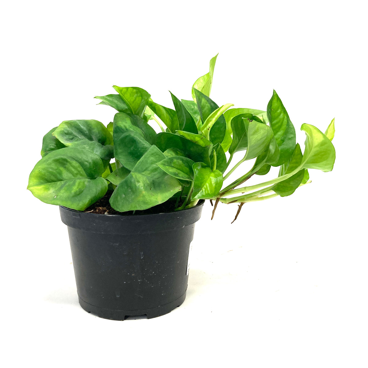 Pothos, 6in, Global Green