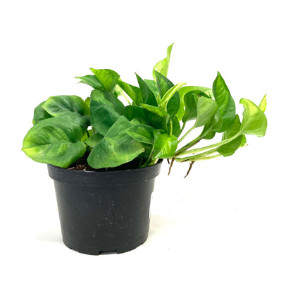 Pothos, 6in, Global Green