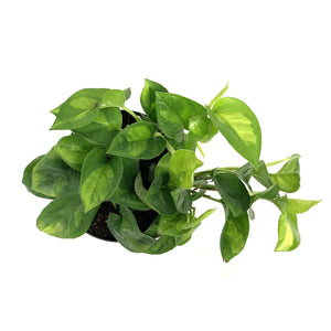 Pothos, 6in, Global Green