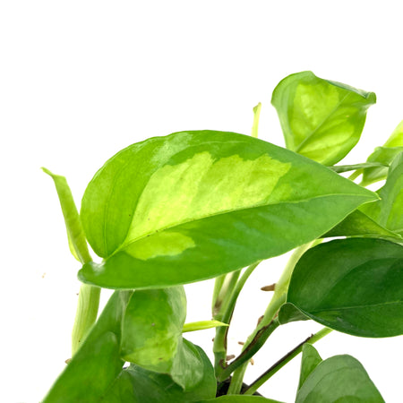 Pothos, 6in, Global Green