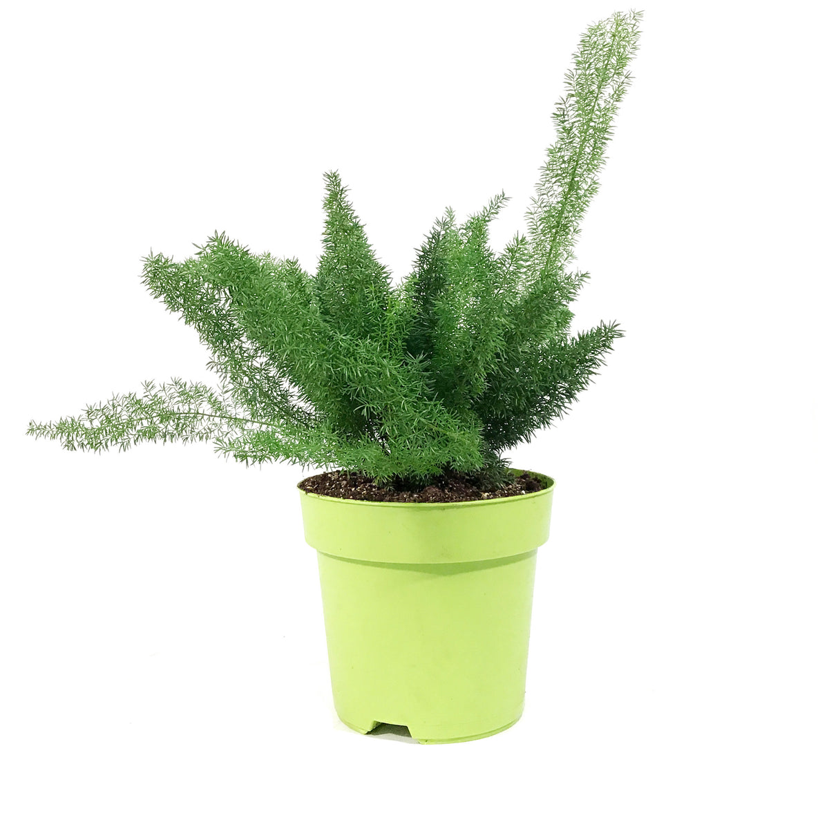 Fern, 7in, Foxtail