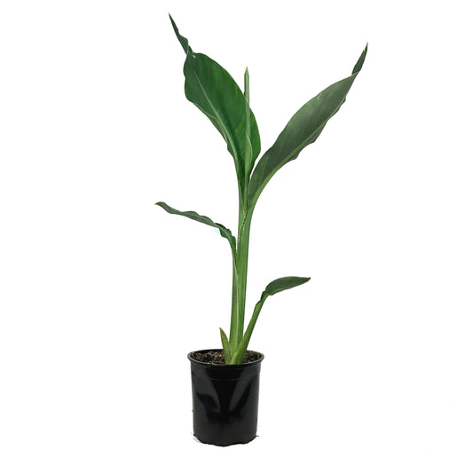 Canna, 1 Gal, Stuttgart