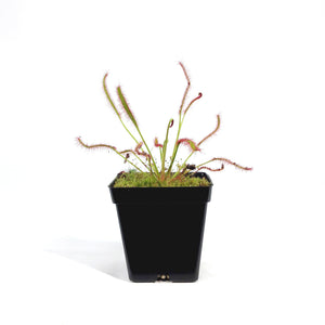 Sundew, 3.5in, Cape