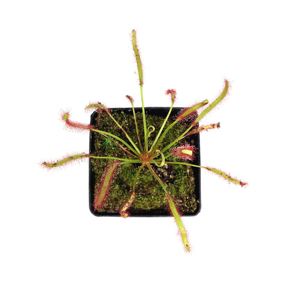 Sundew, 3.5in, Cape