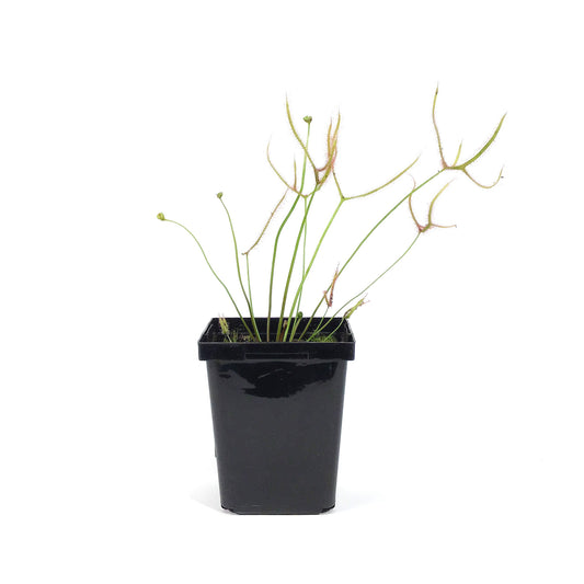 Sundew, 3.5in, Giant