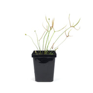 Sundew, 3.5in, Giant